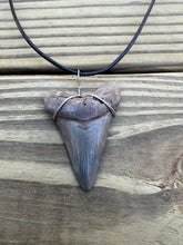 Load image into Gallery viewer, 2 1/8 inch Fossil Angustiden Shark Tooth Necklace