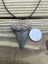 Load image into Gallery viewer, 2 1/8 inch Fossil Angustiden Shark Tooth Necklace
