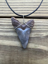 Load image into Gallery viewer, 2 1/8 inch Fossil Angustiden Shark Tooth Necklace