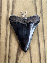 Load image into Gallery viewer, 2 1/16 Inch Polished Great White Shark Tooth Pendant