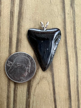 Load image into Gallery viewer, 1 3/8 Inch Polished Fossilized Great White Shark Tooth With Amazing Serration