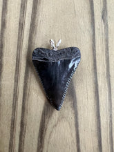 Load image into Gallery viewer, 1 3/8 Inch Polished Fossilized Great White Shark Tooth With Amazing Serration