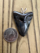 Load image into Gallery viewer, 1 13/16 Inch Polished Angustiden Shark Tooth Necklace