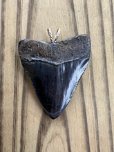 Load image into Gallery viewer, 2 3/16 Inch Polished Megalodon Shark Tooth Necklace