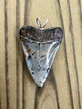 Load image into Gallery viewer, 2 1/16 Inch Polished Mako Shark Tooth Necklace