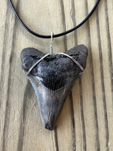 Load image into Gallery viewer, Large Fossil 2 7/16 Inch Angustiden Shark Tooth Necklace on Black Leather