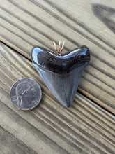 Load image into Gallery viewer, 2 1/8 Inch Fossilized Megalodon Shark Tooth Pendant | Handmade in USA