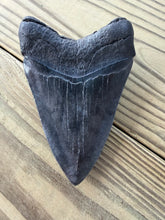 Load image into Gallery viewer, 4 13/16 Inch Giant Fossil Megalodon Tooth | Deep Black | Collector Grade