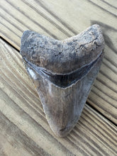 Load image into Gallery viewer, 4 3/16 Inch Fossil Megalodon Tooth | Serration Intact | Earthy Coloration | Collector