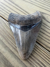 Load image into Gallery viewer, 4 3/16 Inch Fossil Megalodon Tooth | Serration Intact | Earthy Coloration | Collector