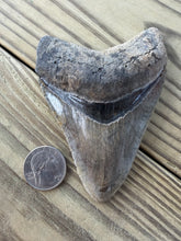 Load image into Gallery viewer, 4 3/16 Inch Fossil Megalodon Tooth | Serration Intact | Earthy Coloration | Collector