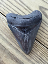Load image into Gallery viewer, 3 15/16 Inch Fossil Megalodon Tooth | Good Serration | Jet Black Blade | Collector