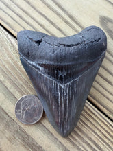 Load image into Gallery viewer, 3 15/16 Inch Fossil Megalodon Tooth | Good Serration | Jet Black Blade | Collector