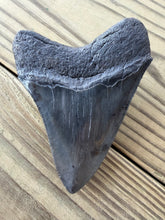 Load image into Gallery viewer, 4 3/16 Inch Fossil Megalodon Tooth | Good Serration | Glossy Dark Blade | Collector