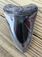 Load image into Gallery viewer, 4 9/16 Inch Fossil Megalodon Tooth | Polished | Good Serration | Dark Blade