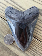 Load image into Gallery viewer, 4 9/16 Inch Fossil Megalodon Tooth | Polished | Good Serration | Dark Blade