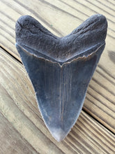 Load image into Gallery viewer, 4 9/16 Inch Fossil Megalodon Tooth | Polished | Good Serration | Dark Blade