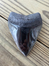 Load image into Gallery viewer, 4 Inch Fossil Megalodon Tooth | Polished | Good Serration | Dark Charcoal