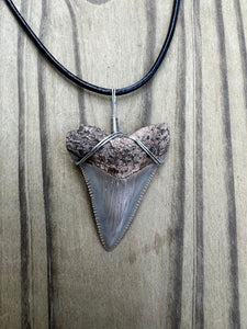 1 5/8 inch Fossilized Angustiden Shark Tooth Necklace