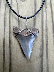 1 5/8 inch Fossilized Angustiden Shark Tooth Necklace