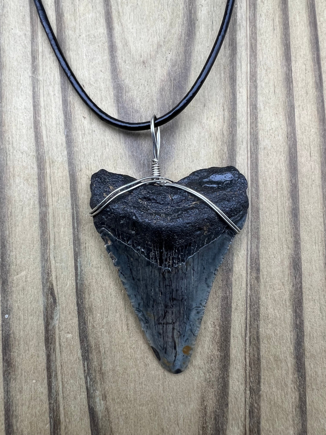 1 15/16 inch Fossilized Megalodon Shark Tooth Necklace Plain Cord