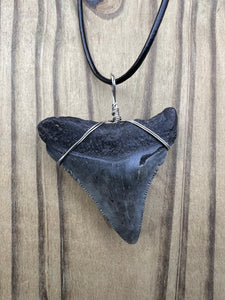 1 15/16 inch Fossilized Megalodon Shark Tooth Necklace Plain Cord
