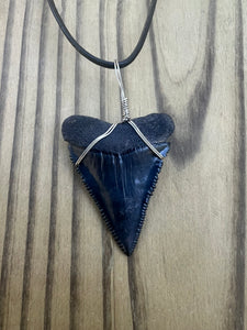 1 13/16 inch Fossilized Real Great White Shark Tooth Plain Necklace