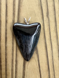 2 1/8 Inch Polished Great White Shark Tooth Pendant