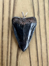 Load image into Gallery viewer, 2 1/8 Inch Polished Great White Shark Tooth Pendant

