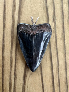 2 1/8 Inch Polished Great White Shark Tooth Pendant