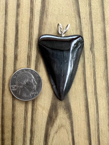 2 Inch Polished Great White Shark Tooth Pendant