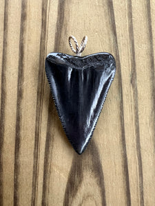 2 Inch Polished Great White Shark Tooth Pendant