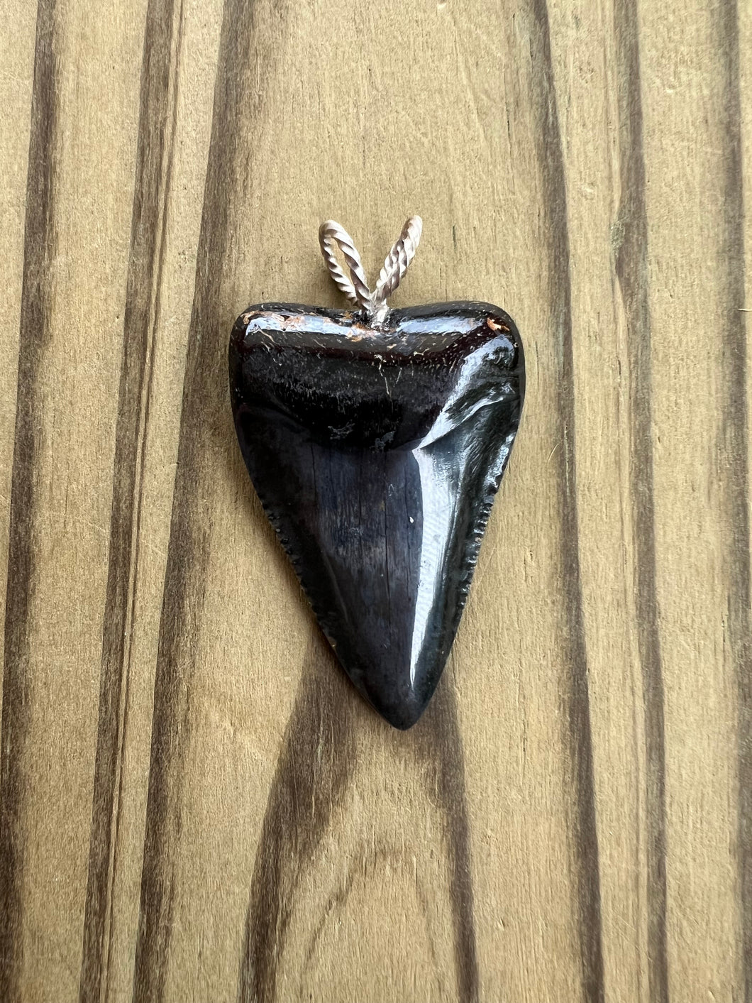 1 11/16 Inch Polished Fossilized Great White Shark Tooth Pendant
