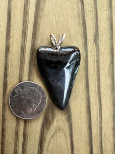 1 11/16 Inch Polished Fossilized Great White Shark Tooth Pendant