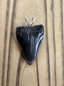 1 11/16 Inch Polished Fossilized Great White Shark Tooth Pendant
