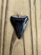 Load image into Gallery viewer, 1 3/8 Inch Polished Fossilized Great White Shark Tooth With Amazing Serration
