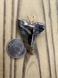 1 7/8 Inch Polished Hemipristis Shark Tooth Necklace