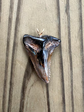 Load image into Gallery viewer, 1 7/16 Inch Polished Hemipristis Shark Tooth Pendant and Necklace
