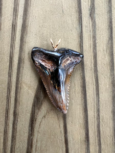 1 7/16 Inch Polished Hemipristis Shark Tooth Pendant and Necklace