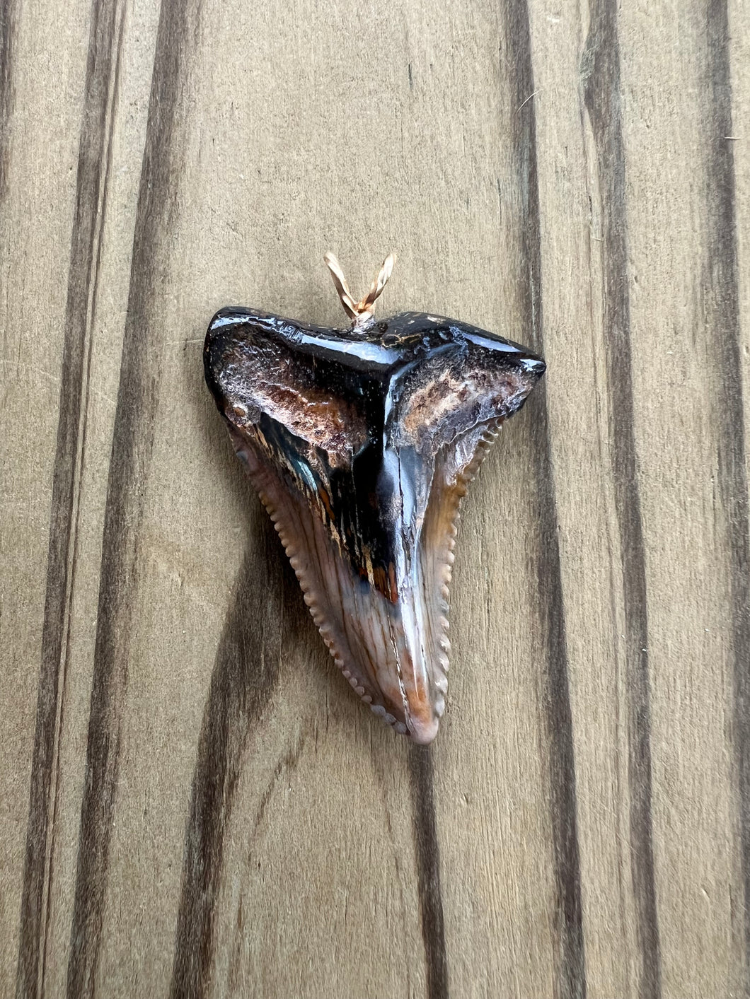 1 7/16 Inch Polished Hemipristis Shark Tooth Pendant and Necklace