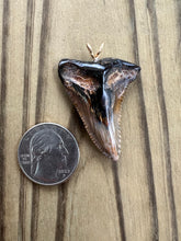 Load image into Gallery viewer, 1 7/16 Inch Polished Hemipristis Shark Tooth Pendant and Necklace

