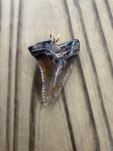 1 7/16 Inch Polished Hemipristis Shark Tooth Pendant and Necklace