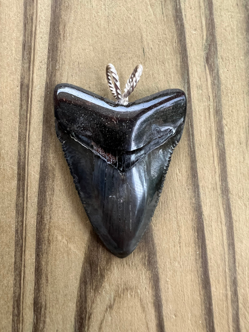 1 13/16 Inch Polished Angustiden Shark Tooth Necklace