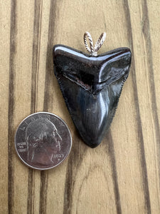 1 13/16 Inch Polished Angustiden Shark Tooth Necklace