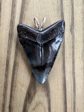 Load image into Gallery viewer, 1 13/16 Inch Polished Angustiden Shark Tooth Necklace
