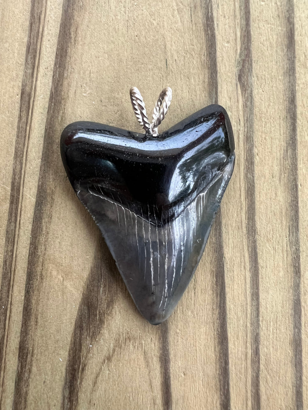 1 15/16 Inch Polished Angustiden Shark Tooth Pendant With Cord or Chain