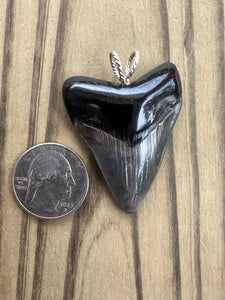 1 15/16 Inch Polished Angustiden Shark Tooth Pendant With Cord or Chain
