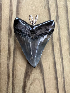1 15/16 Inch Polished Angustiden Shark Tooth Pendant With Cord or Chain
