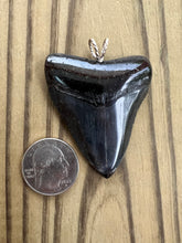 Load image into Gallery viewer, 2 3/16 Inch Polished Megalodon Shark Tooth Necklace
