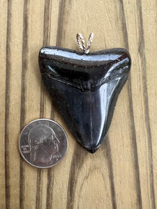 2 3/16 Inch Polished Megalodon Shark Tooth Necklace